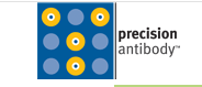 Precision Antibody