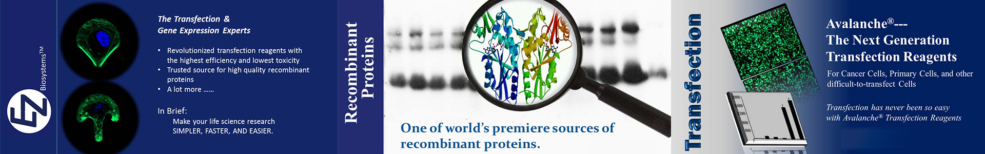EZ Biosystems™厂家直采,平行进口 EZ Biosystems细胞特异性转染试剂